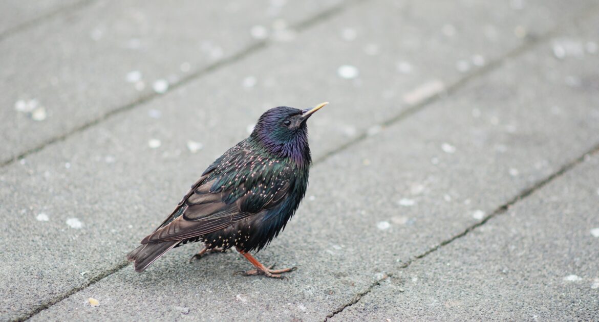 Bird Removal Ottawa
