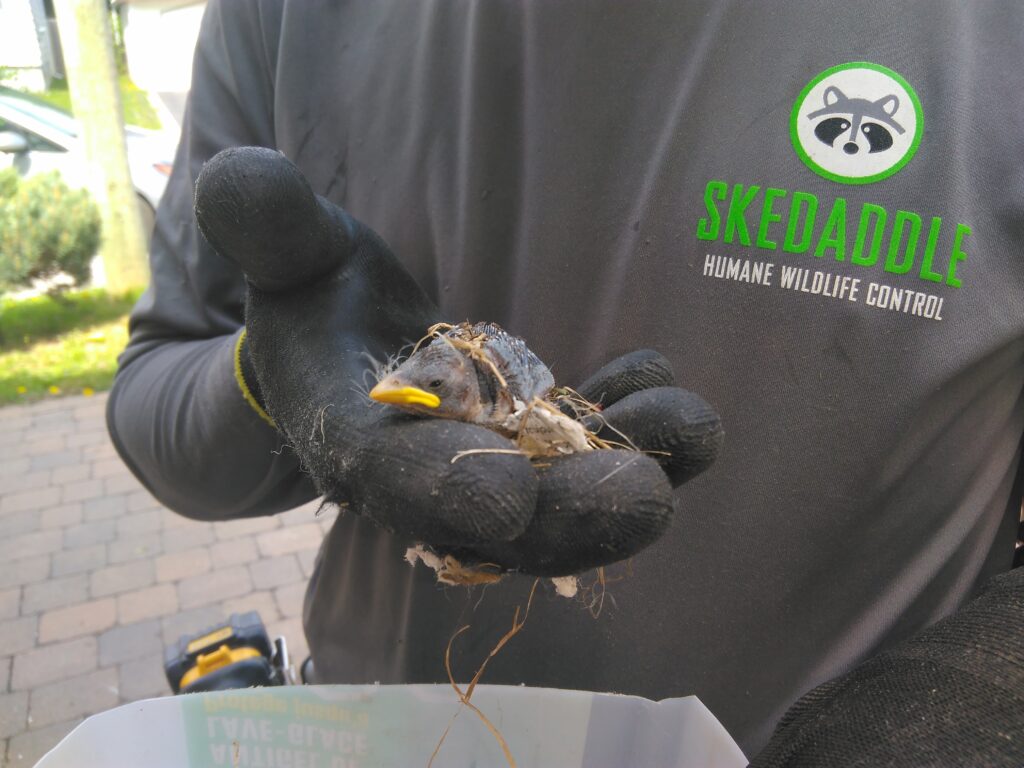 Bird Removal Ottawa