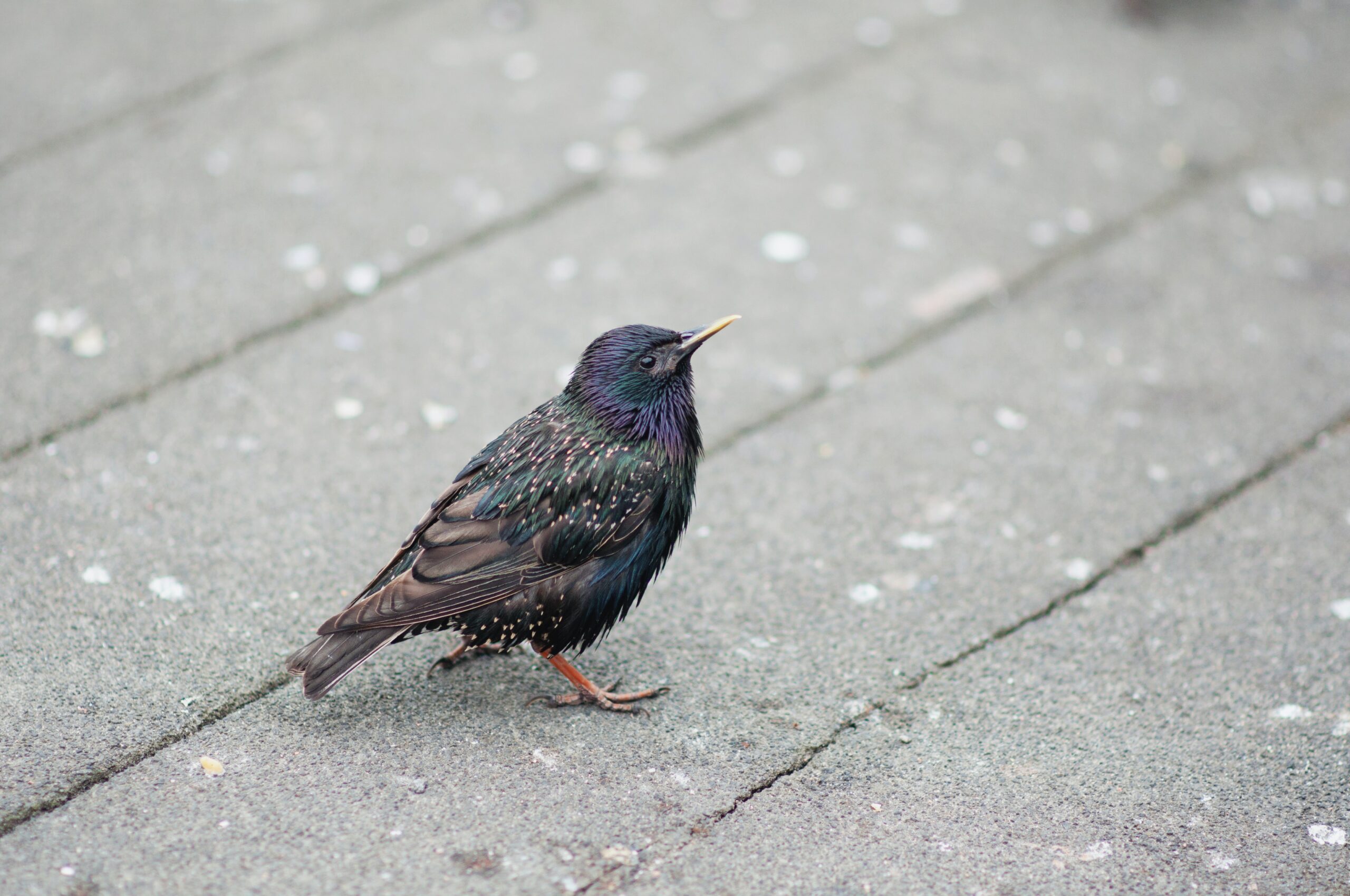 Bird Removal Ottawa