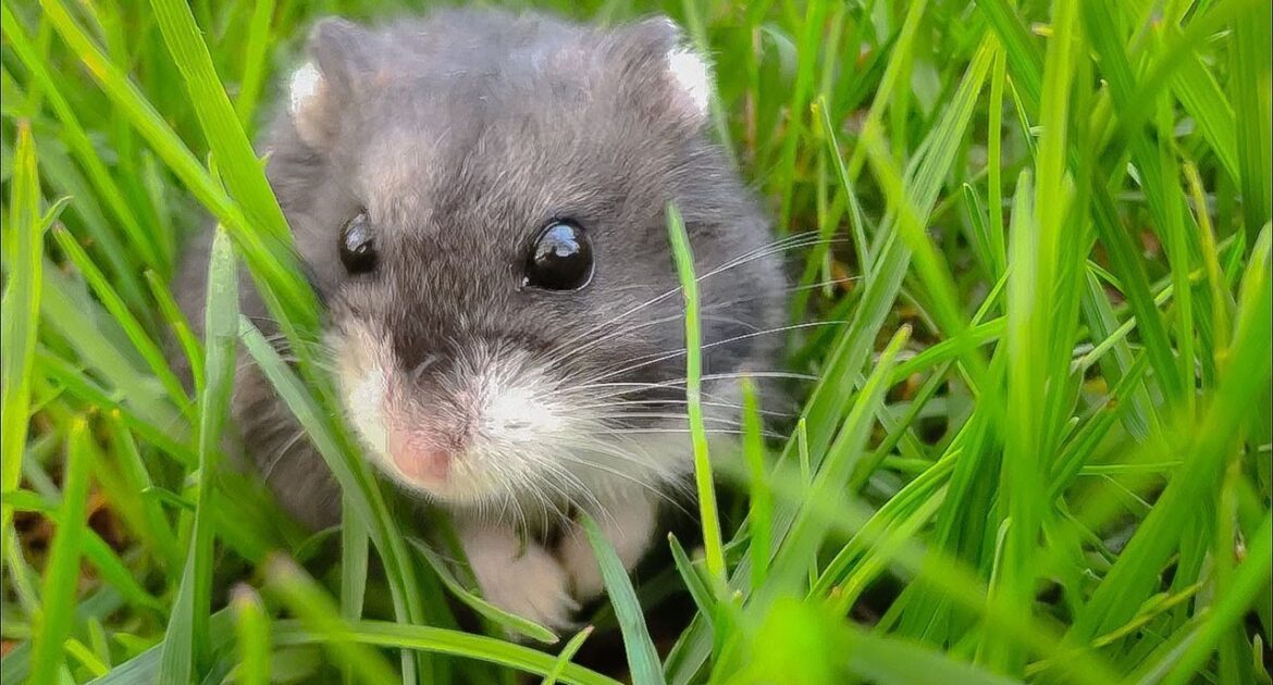 Mice Removal Durham