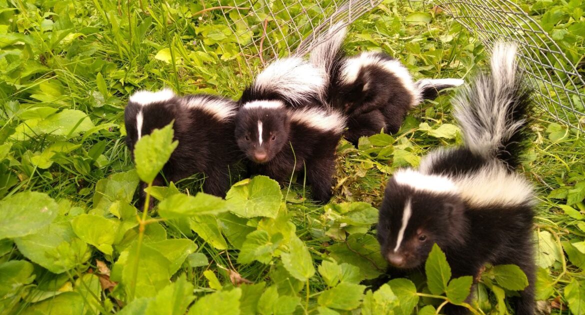 Skunk Removal Durham