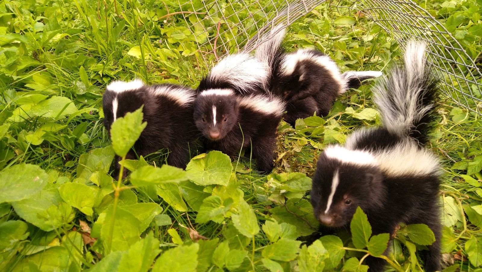 Skunk Removal Durham