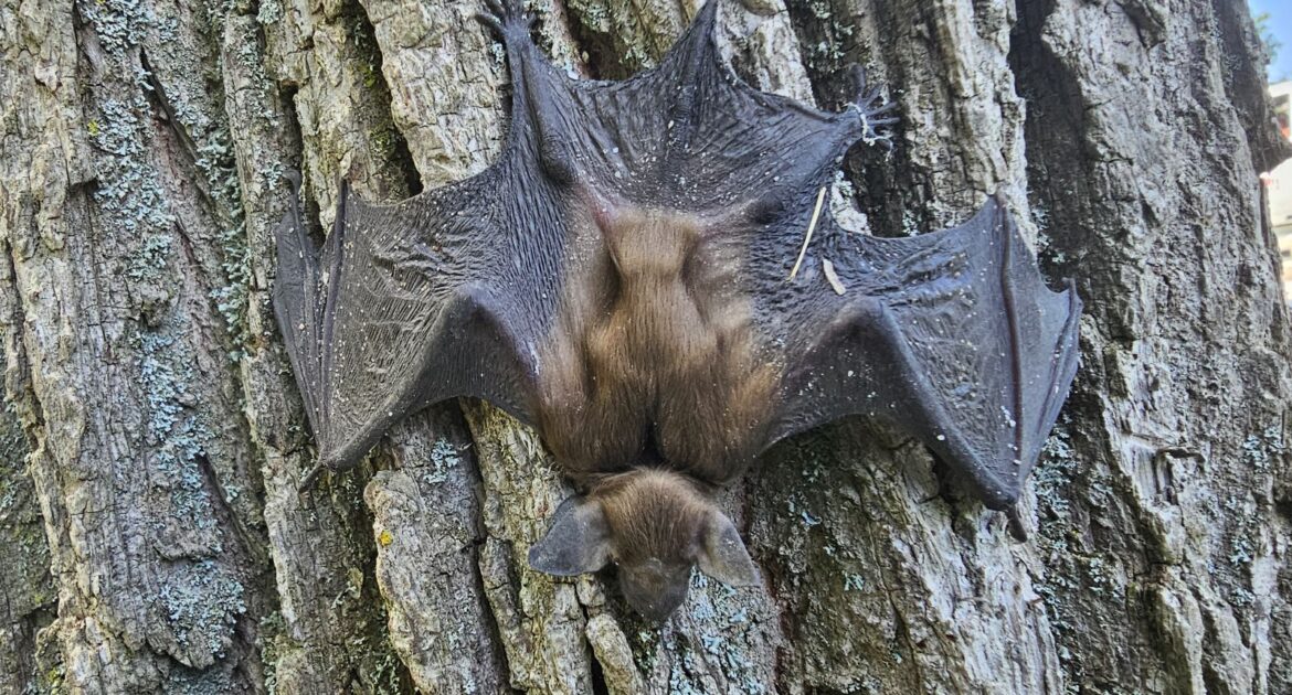Bat Removal Ottawa