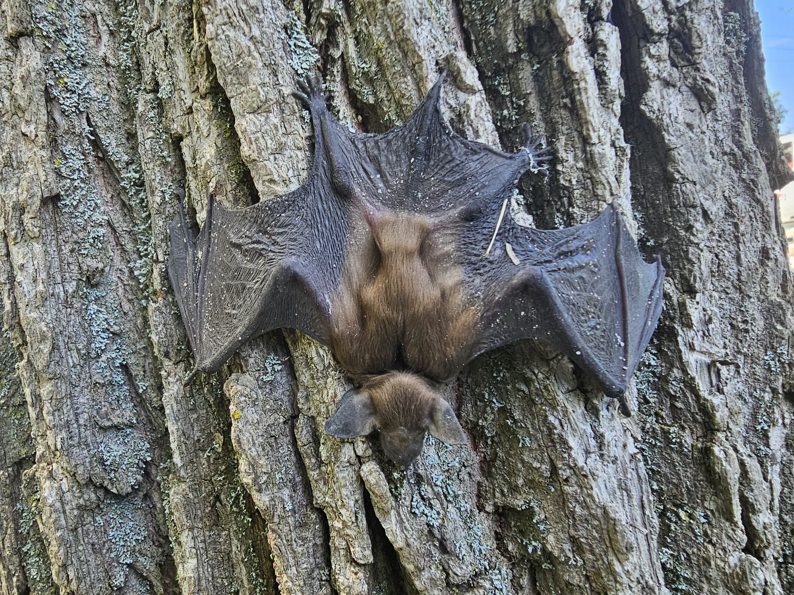 Bat Removal Ottawa