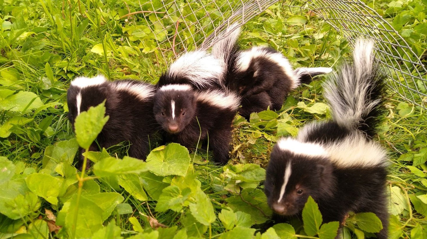 Ottawa skedaddle humane wildlife control June 2023 baby skunk skunks box removal screening damage 4 (1)