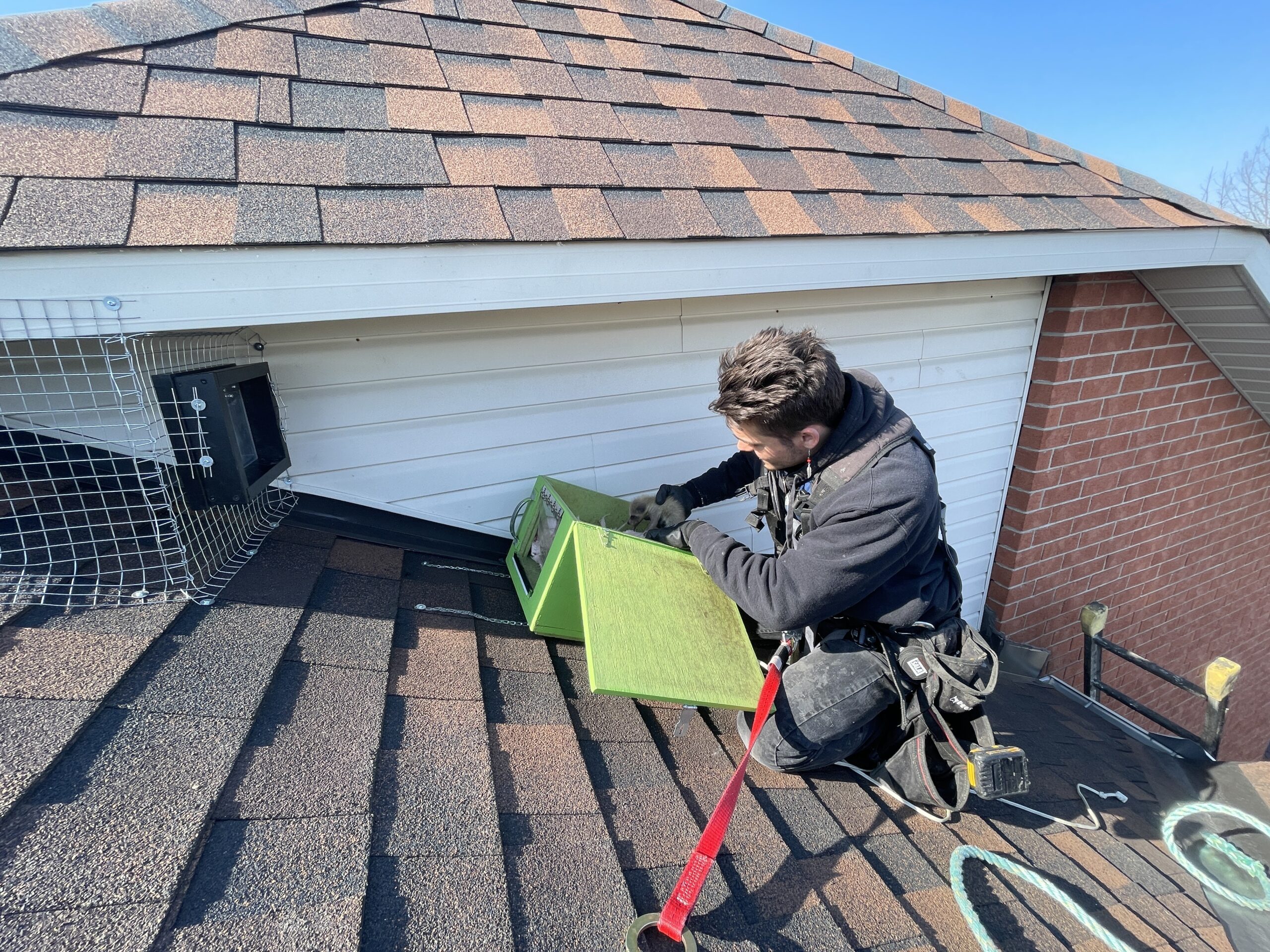 Raccoon Removal Toronto