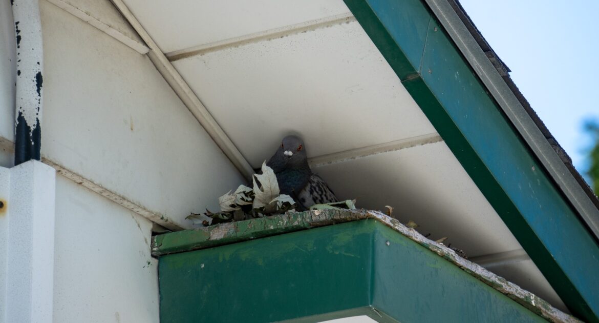 Bird Removal Severna Park