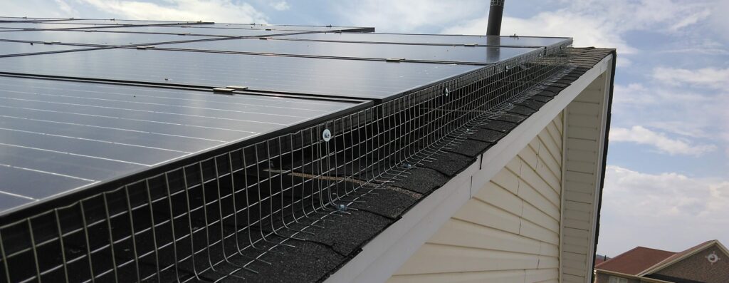 Bird Removal Severna Park