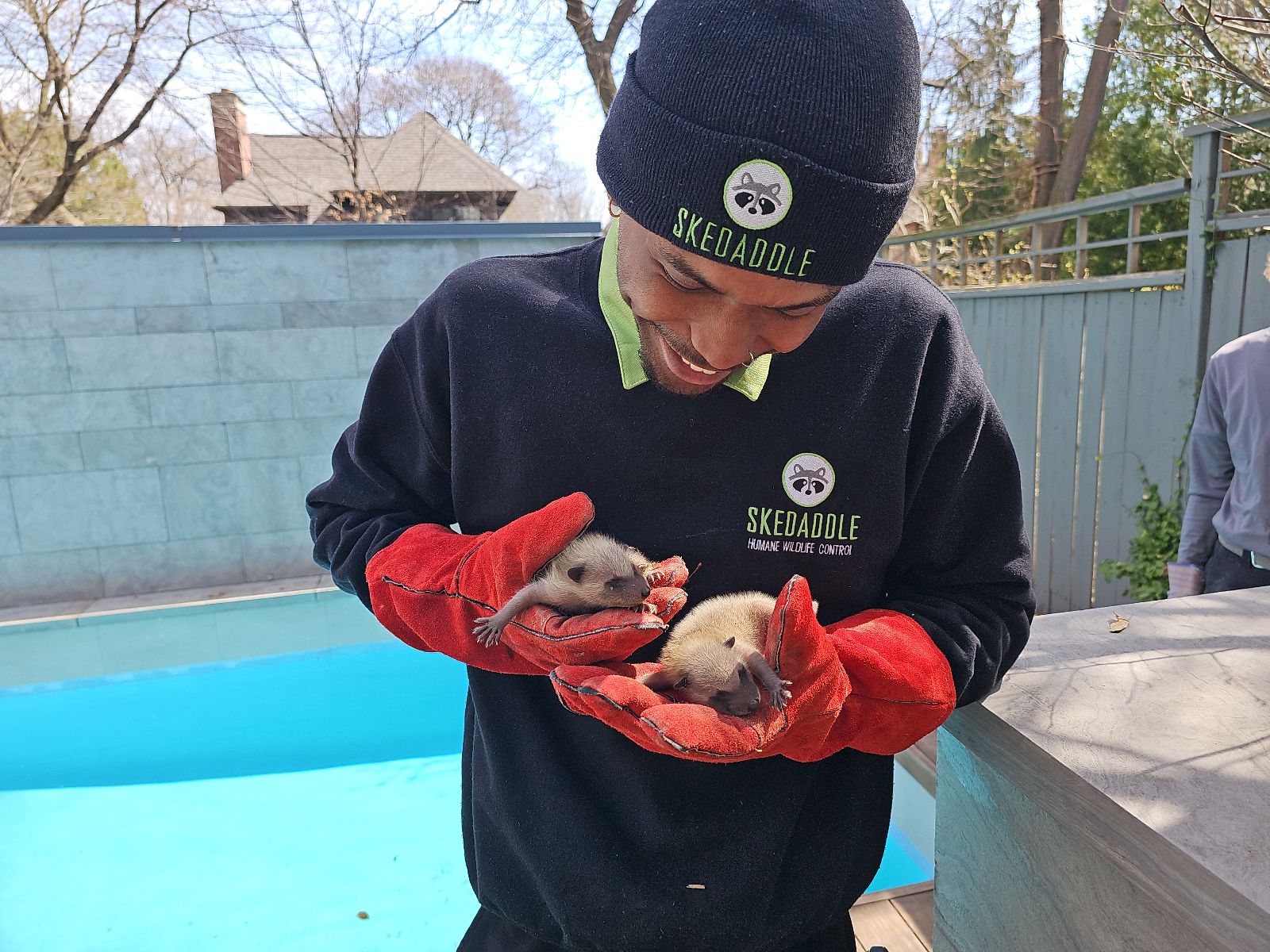 Raccoon Removal Toronto