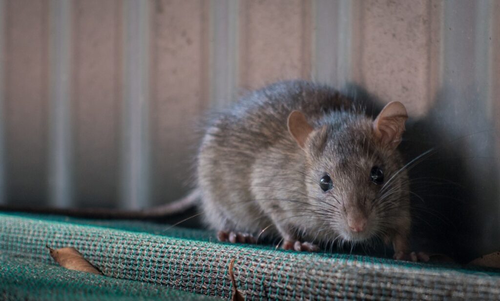 Rat Removal Toronto