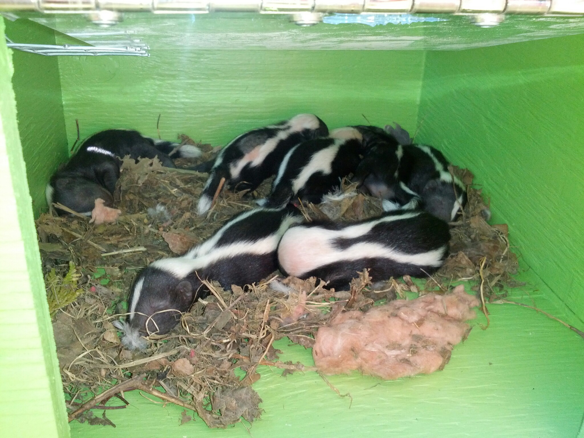 Skunk Removal Toronto