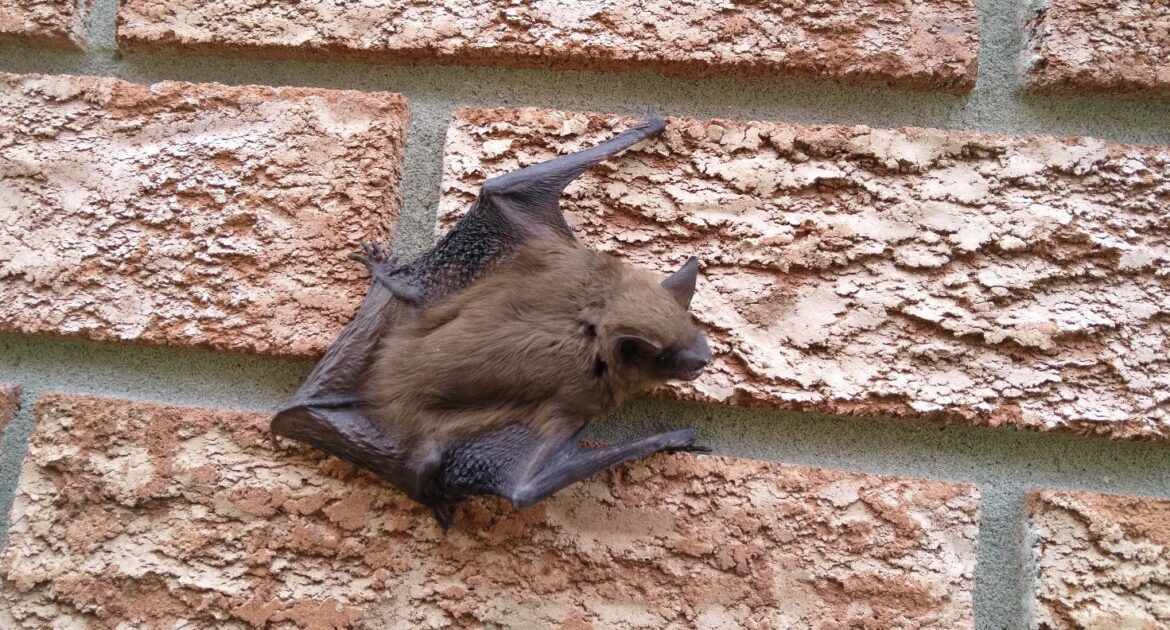 Bat Removal Pasadena