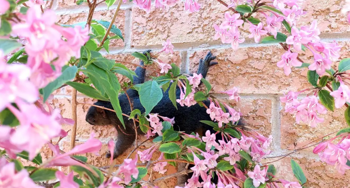 Squirrel Removal Victoria