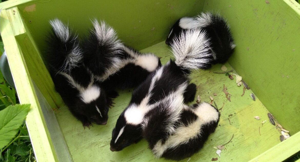 Skunk Removal Clinton