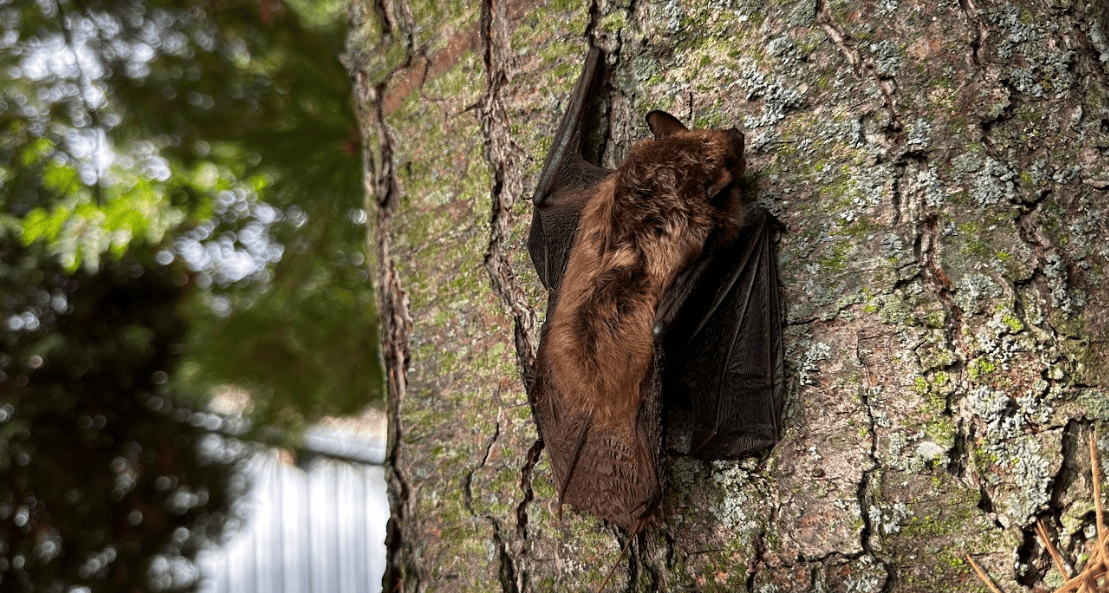 Bat Removal Toronto