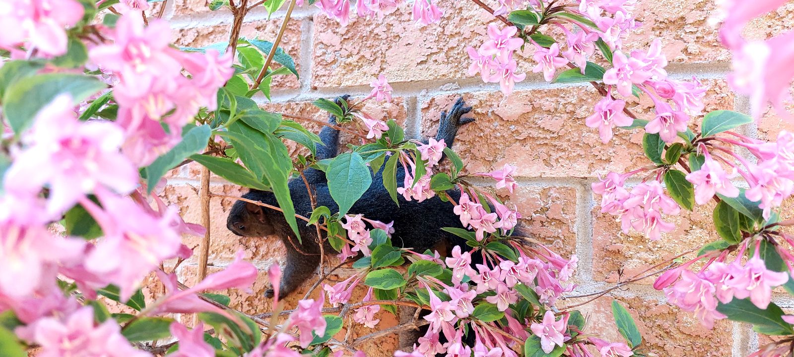 squirrel brick wall flowers spring summer urban animals skedaddle humane wildlife control June 2023 (1) (1)