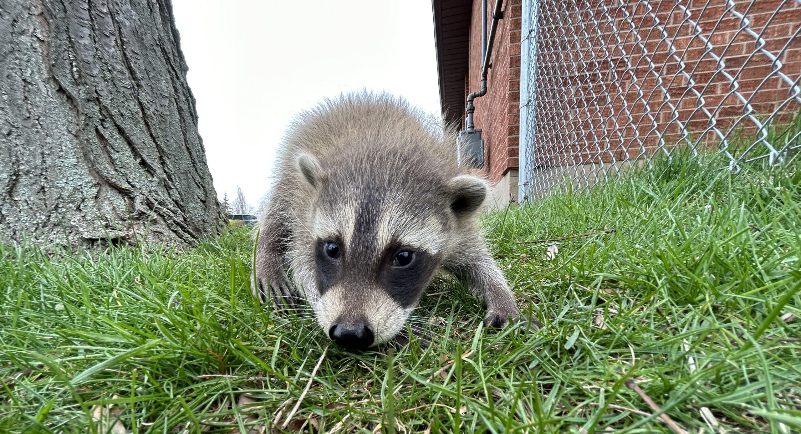 Raccoon Removal Hamilton