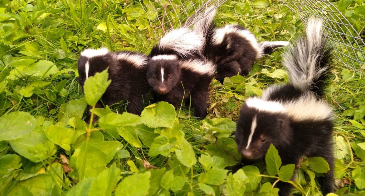 Skunk Removal Milwaukee