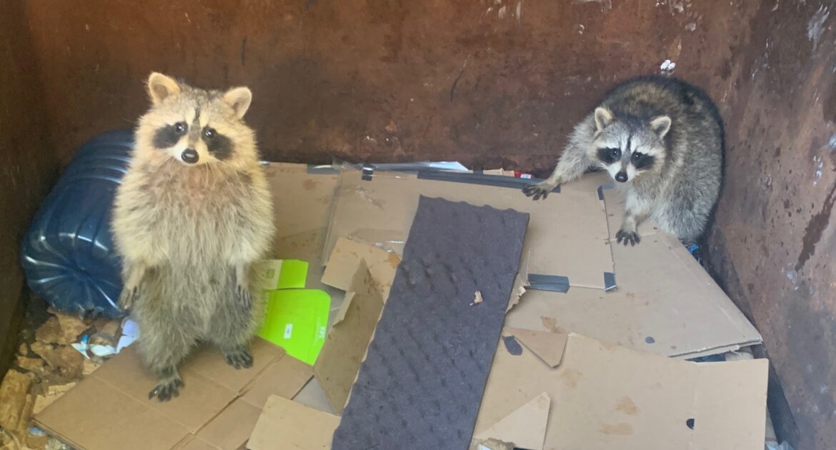 Raccoon Removal Milwaukee