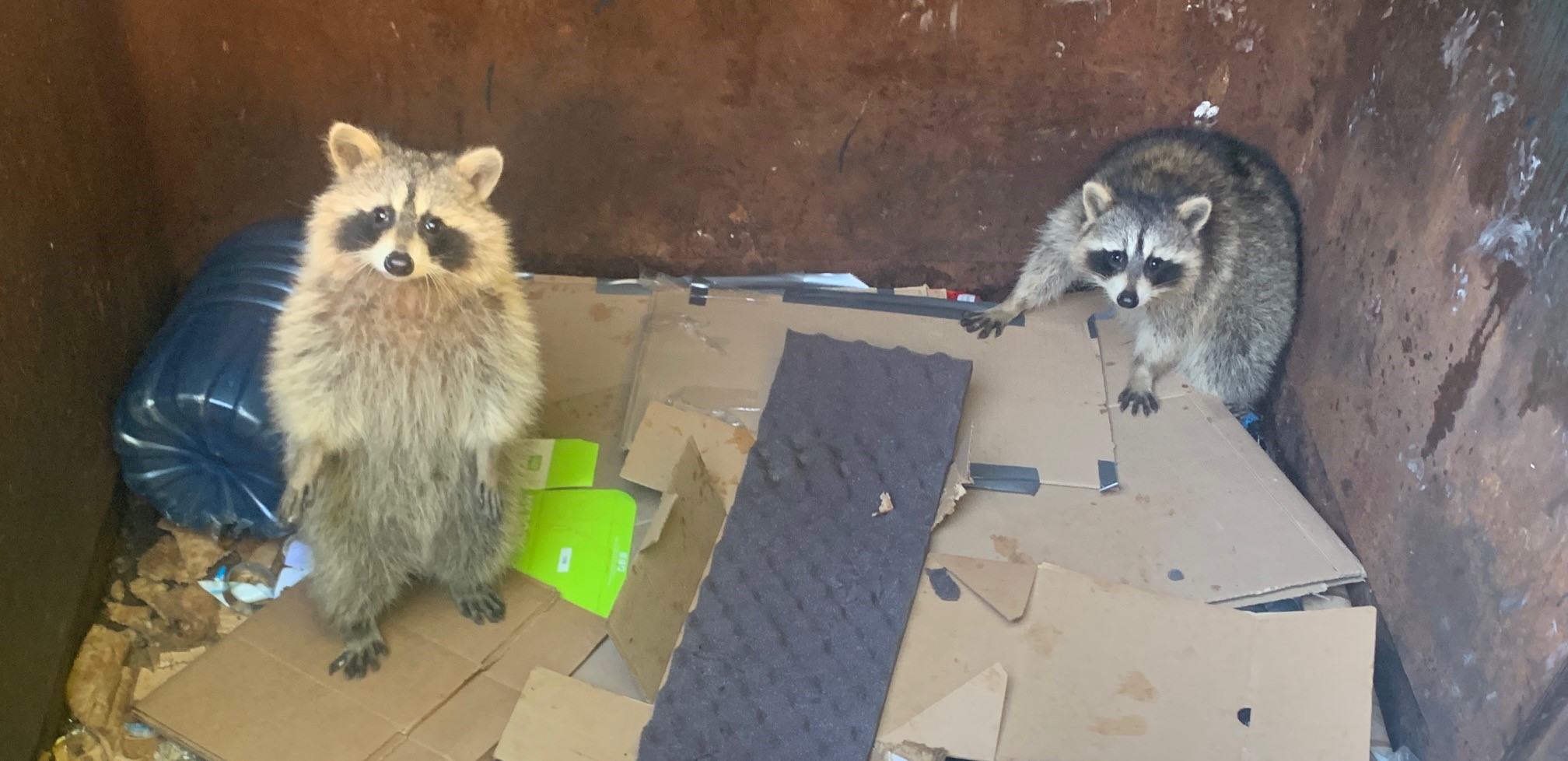 Raccoon Removal Milwaukee