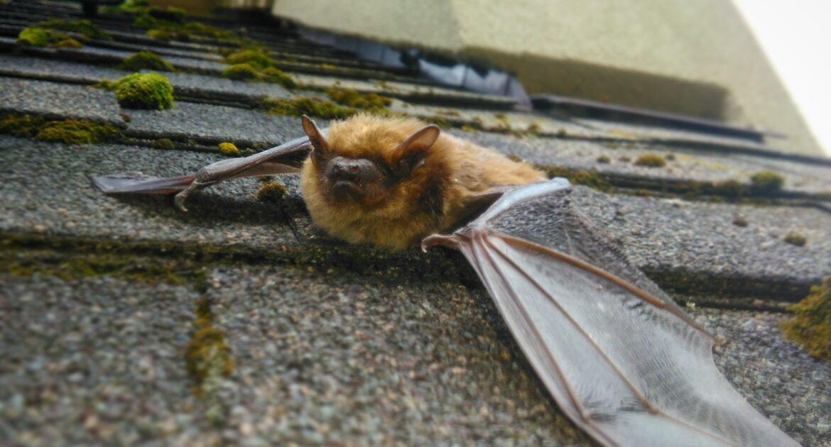 Montreal Bat Removal