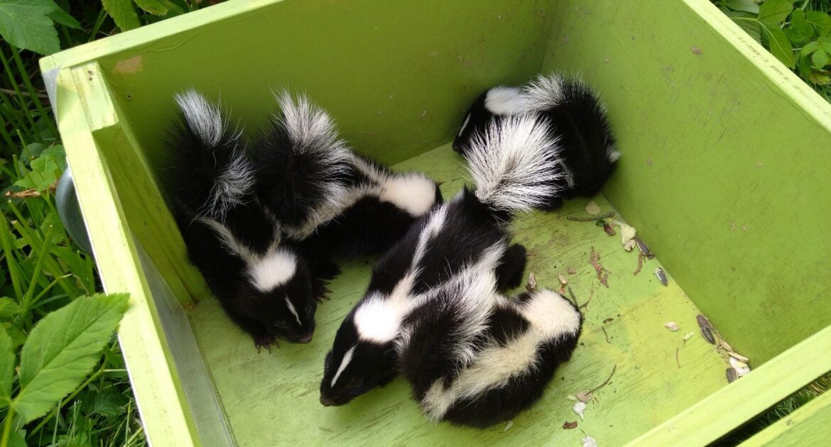 Skunk Removal Anoka County
