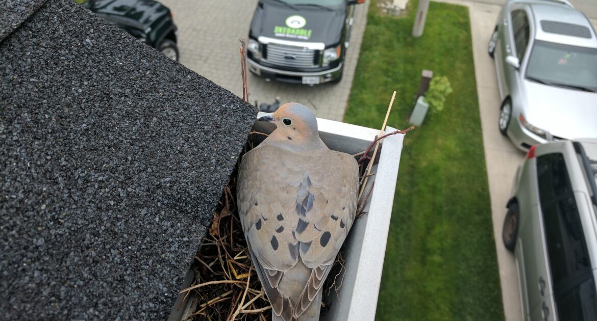 Bird Removal Oakville