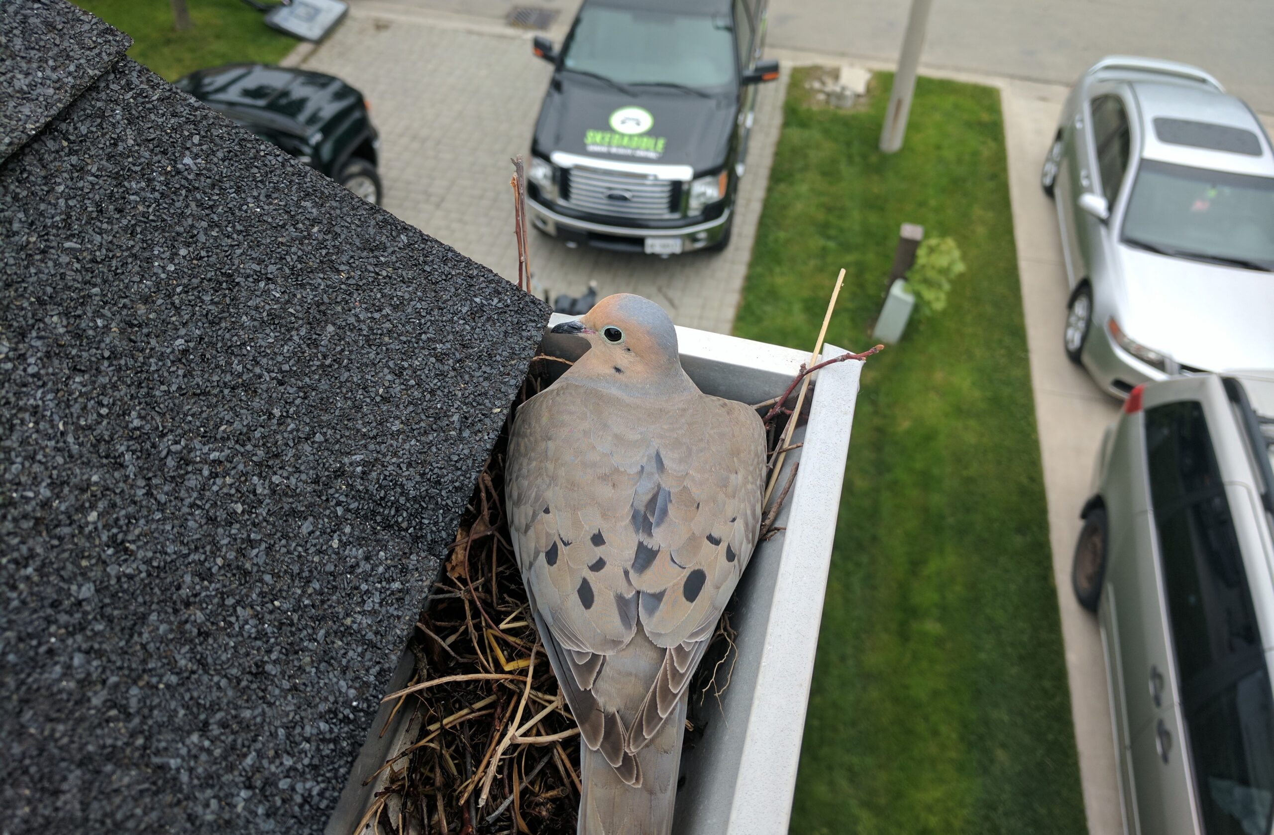 Bird Removal Oakville