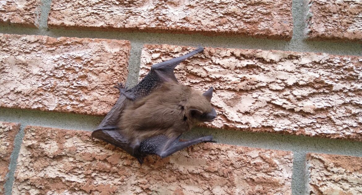 Bat Removal Anoka County