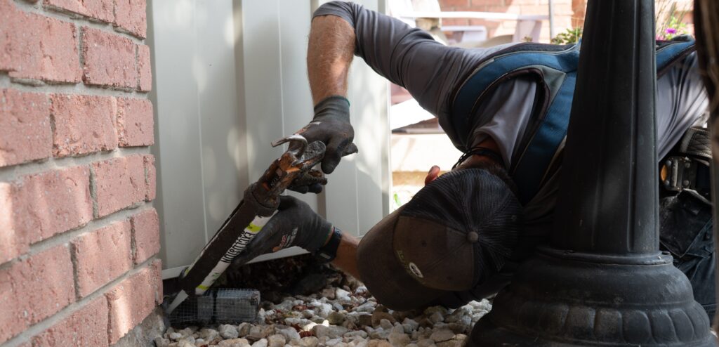 Mice Removal Coquitlam