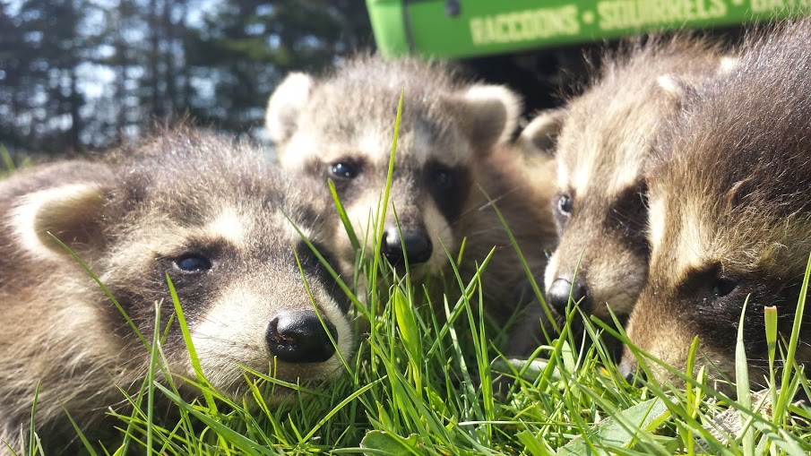 Close-up of four furry baby raccoons sitting safely in backyard grass during a humane wildlife relocation.