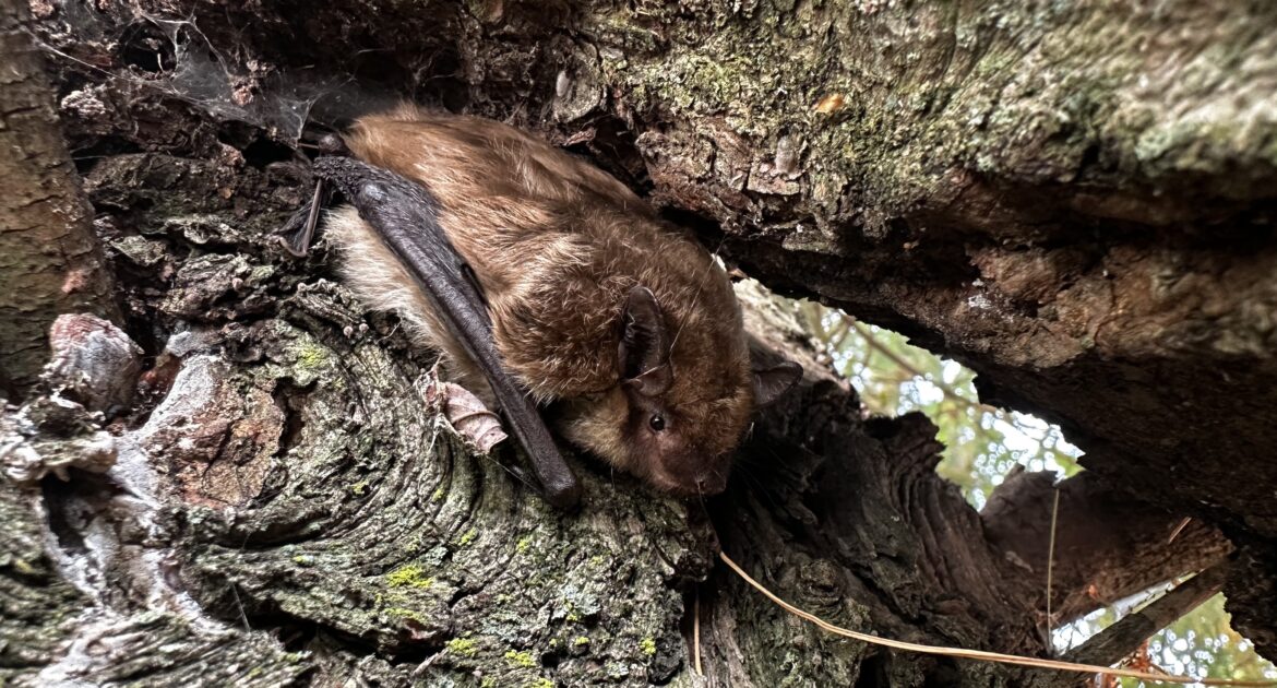 Bat Removal Madison