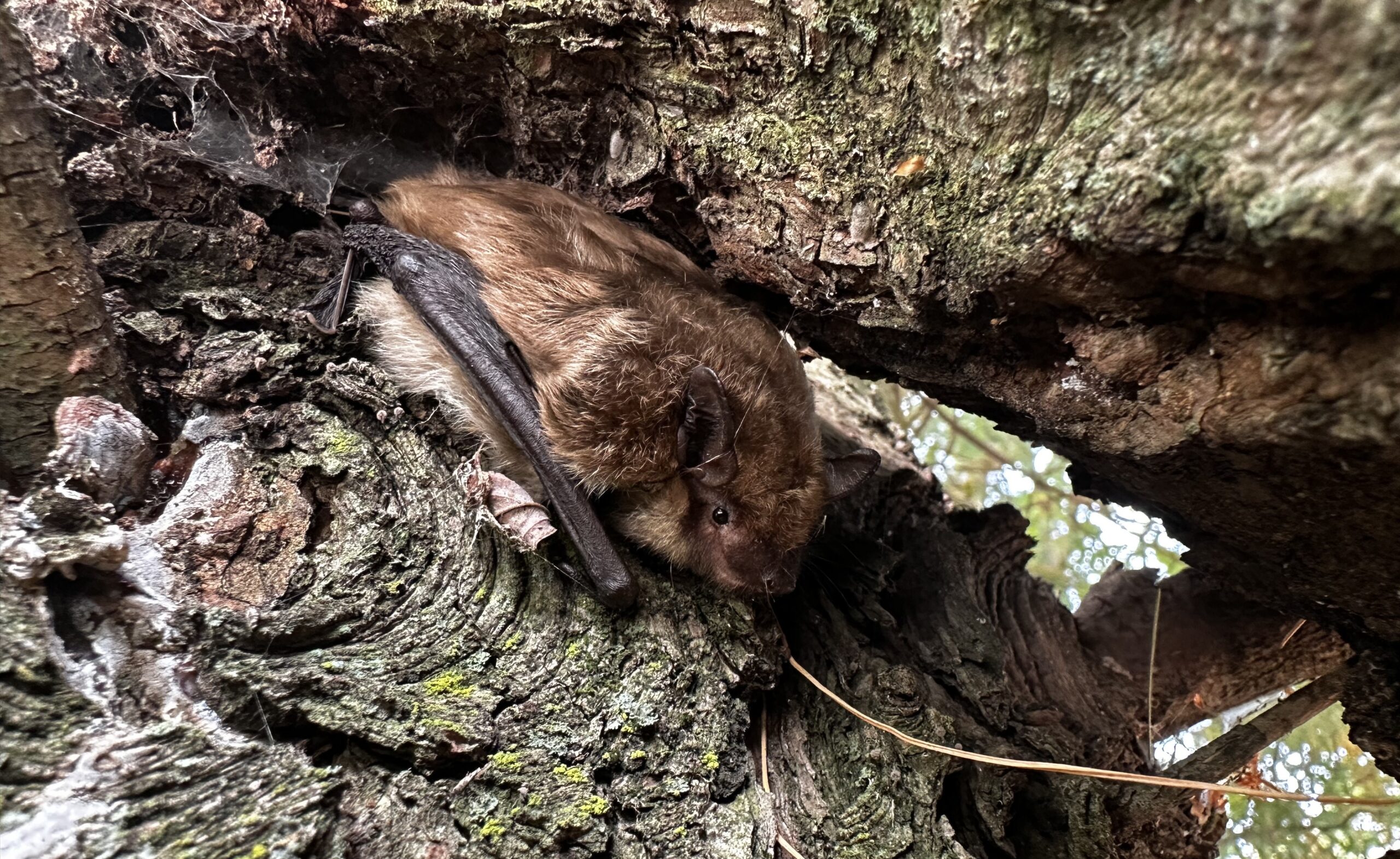 Bat Removal Madison