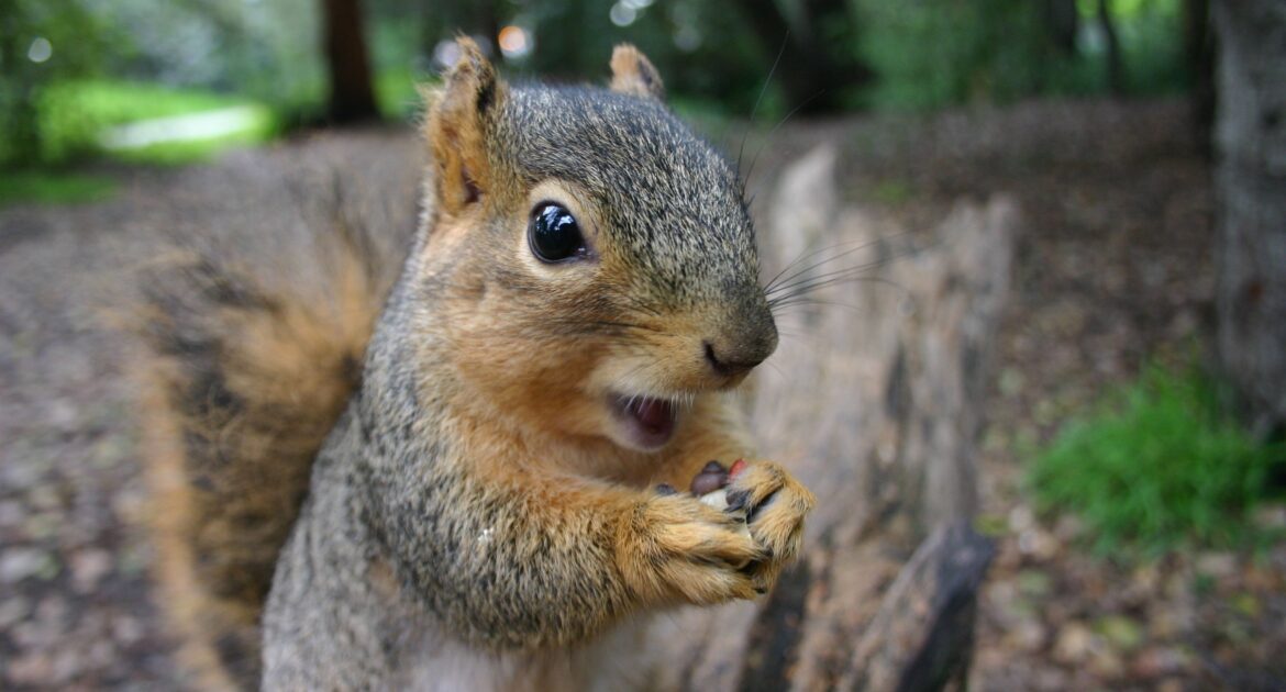 Squirrel Removal Milwaukee