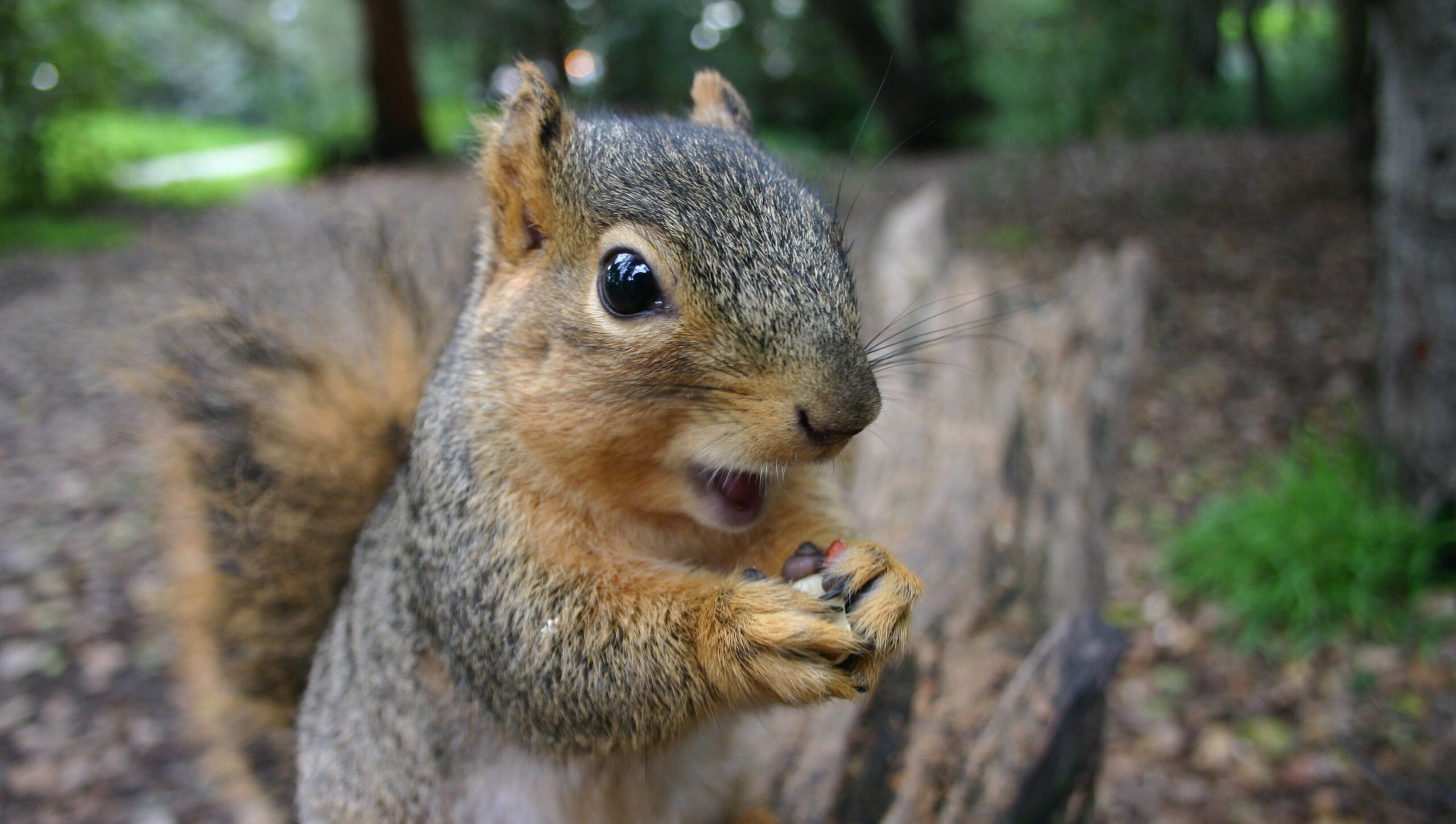 Squirrel Removal Milwaukee