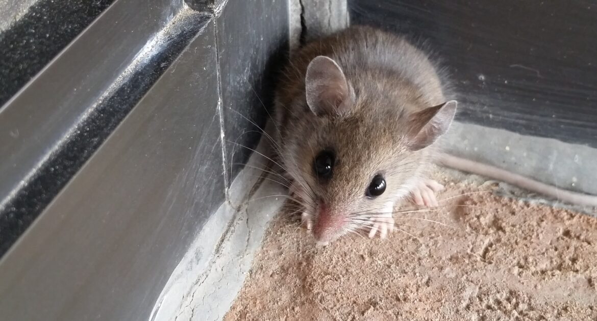 Mice Removal Oakville