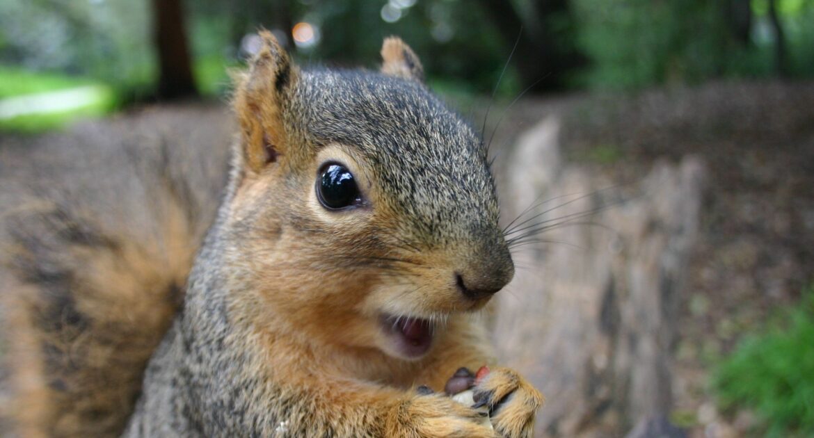 Squirrel Removal Oakville