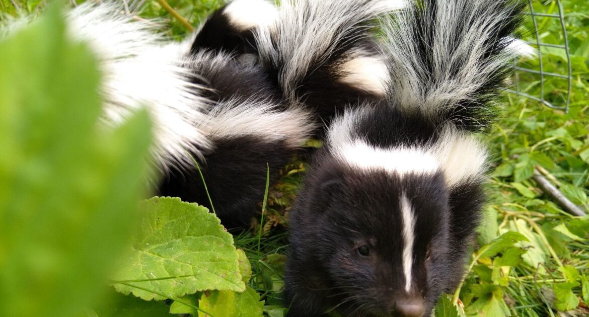 Skunk Removal Ottawa