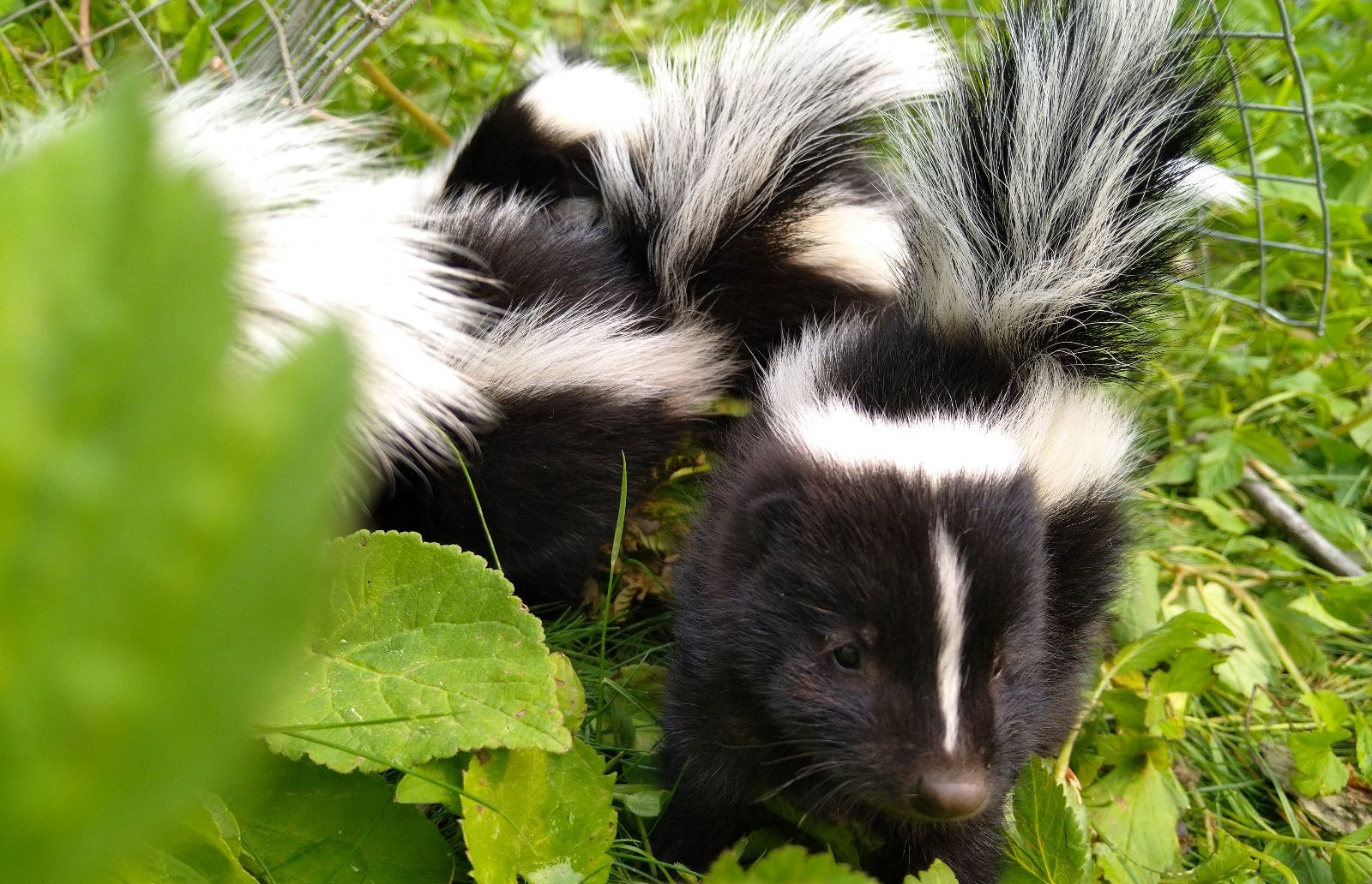 Skunk Removal Ottawa