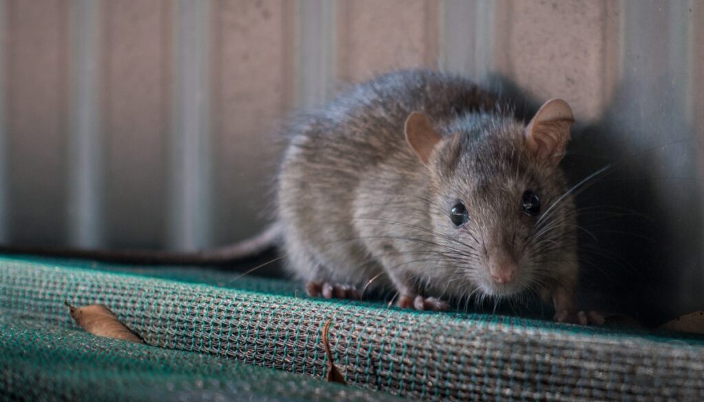 Rat Removal Ottawa