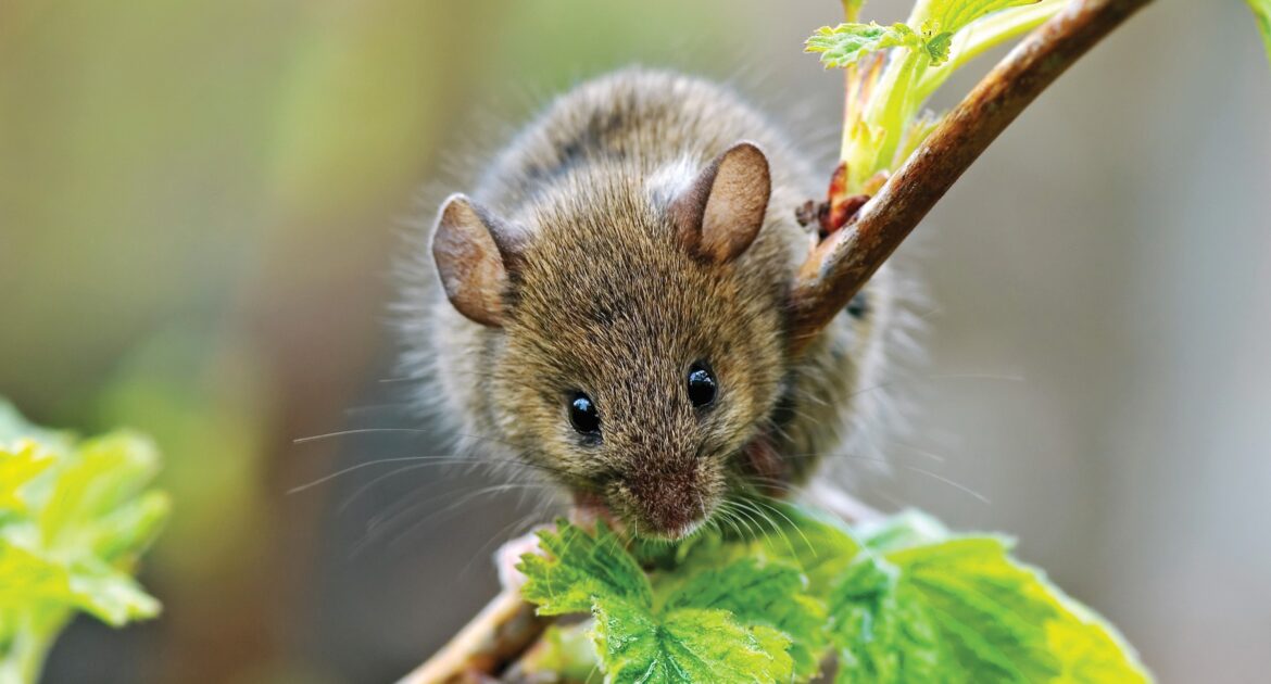 Mice Removal Ottawa