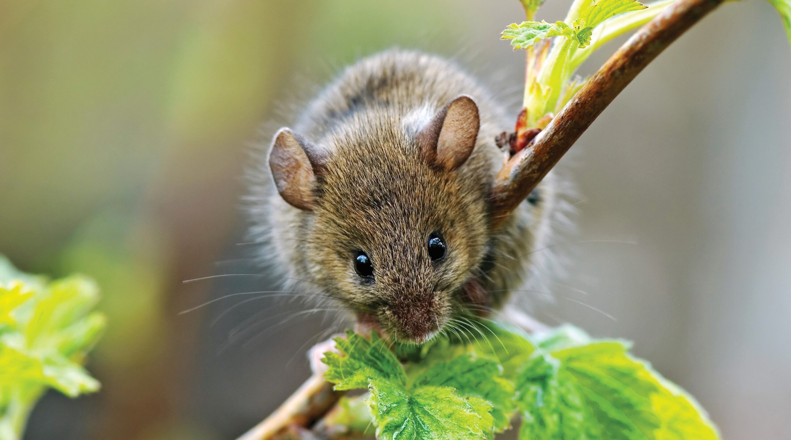 Mice Removal Ottawa