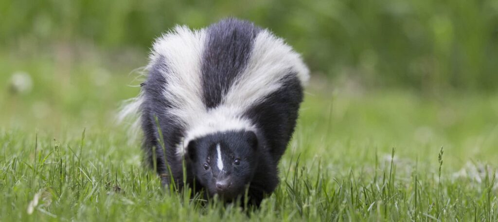 Skunk Removal Hamilton