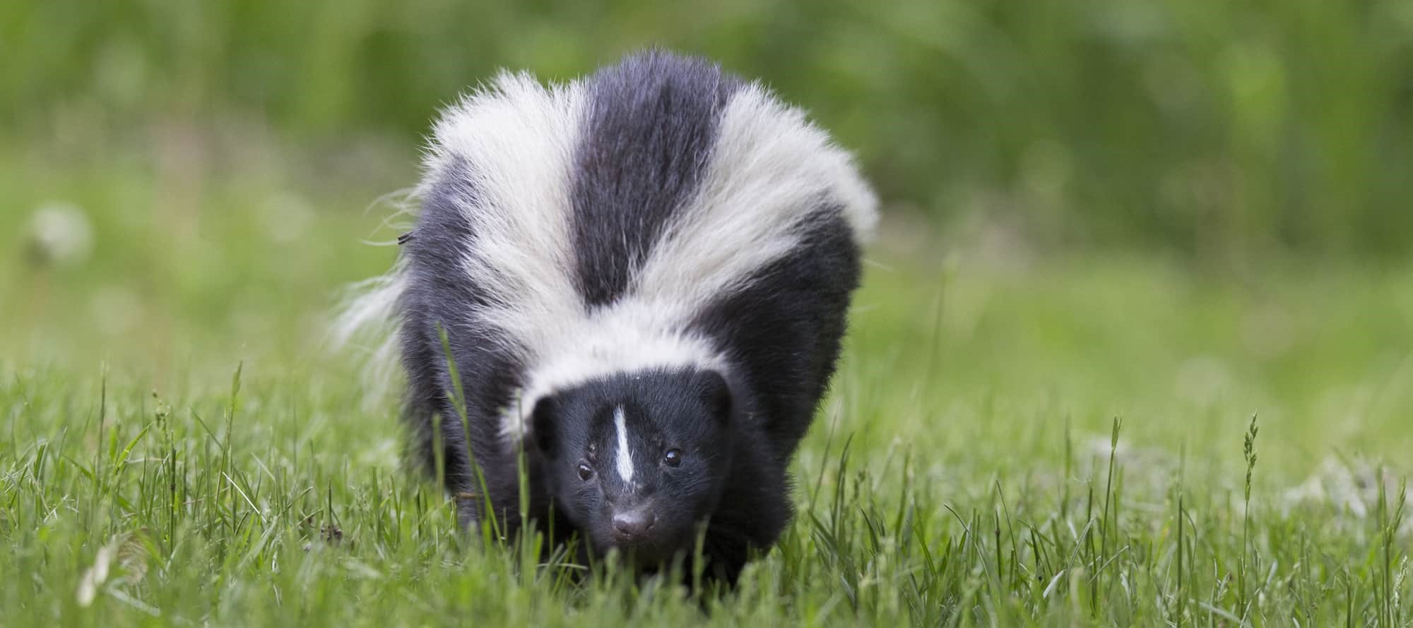 Skunk Removal Hamilton
