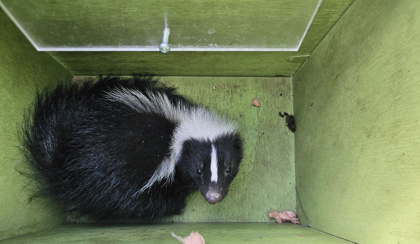 Skunk Removal Hamilton
