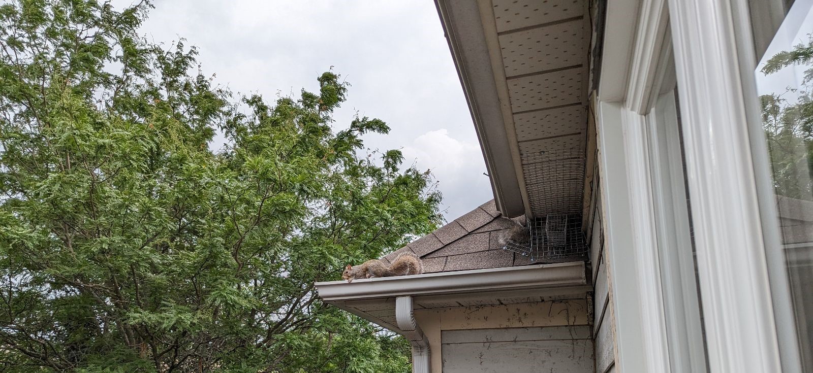 squirrel exclusion removal one way door baby doors babies squirrels skedaddle humane wildlife control September 2023 (1)