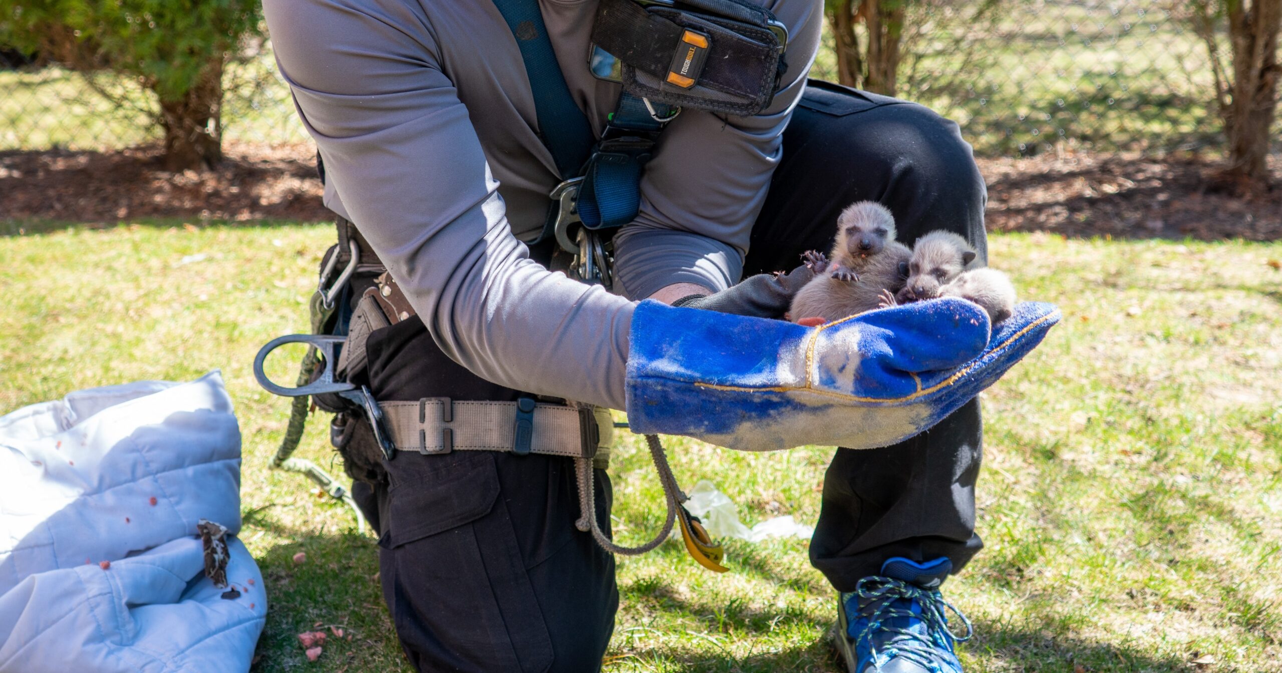 wildlife technician holds baby raccoons in hand (1) (1) (7)