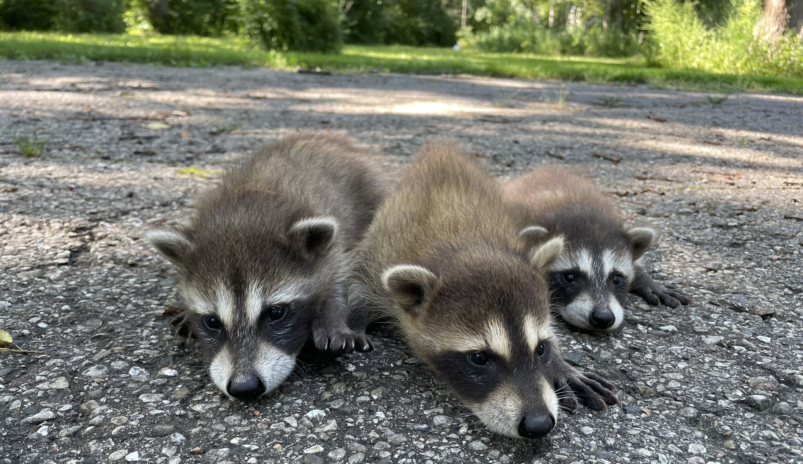 Raccoon Removal Marietta
