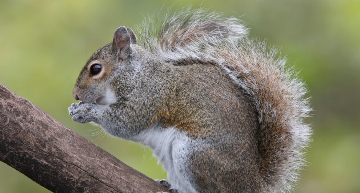 Squirrel Removal Milwaukee