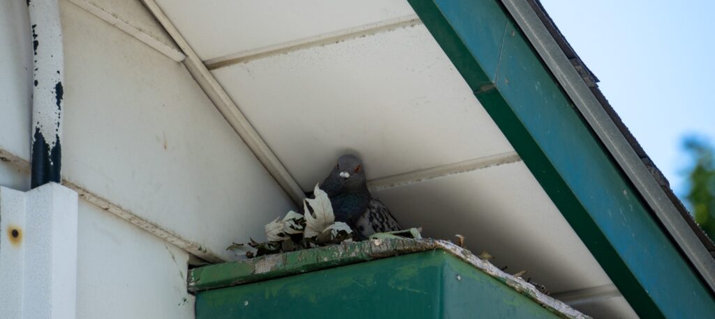 Bird Removal Oakville